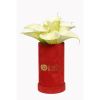 White Flower Box